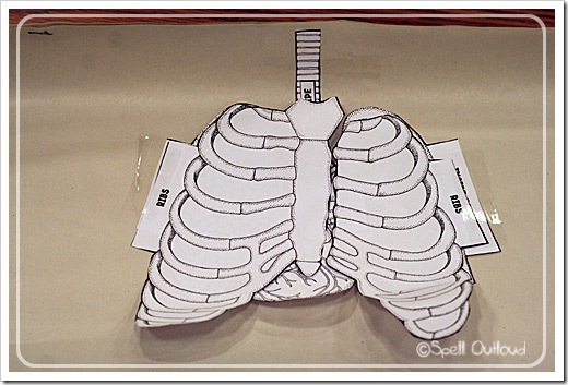 respiratorysystemvest respiratorysystemvest