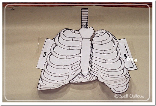 respiratorysystemvest