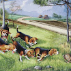 1024-beagle-6.jpg