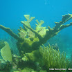 coralgardensdivesite4.jpg