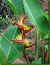 helic&ocirc;nia psittacorum 04 dez09