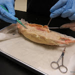rat_skinning_process.JPG