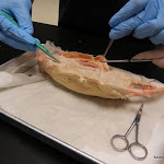 rat_skinning_process.JPG