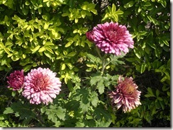 DSCN6815 DSCN6815