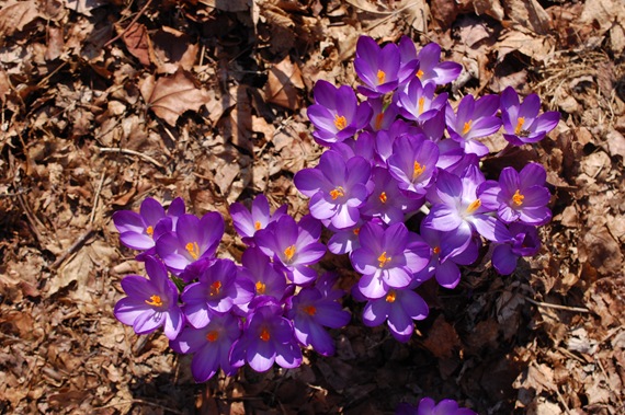 [crocuslove22.jpg]