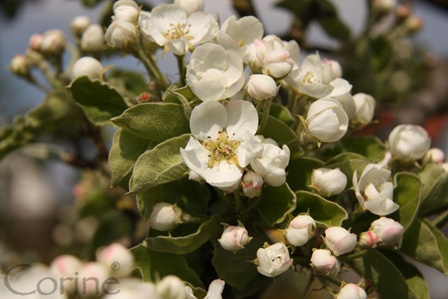 perenbloesem