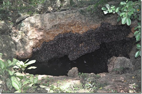 Philippines Davao Samal Bat colony 131002_0061