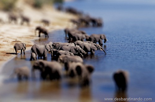 African elephant herd drinking {Loxodonta africana} Chobe NP, Botswana