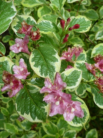 [dp%2520weigela%255B5%255D.jpg]