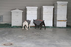 Where Did The Honeybees Go?