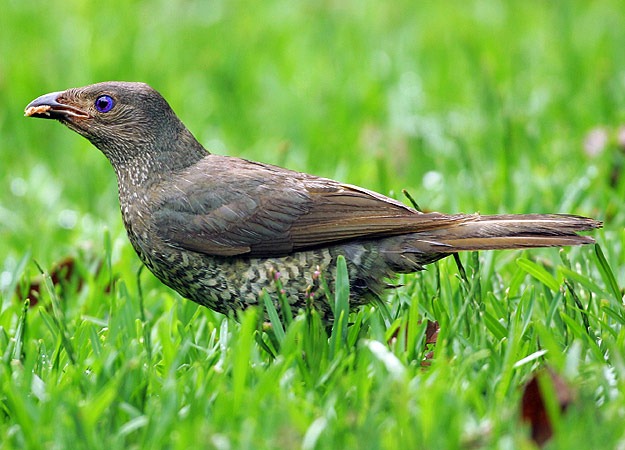 [6-bowerbird2.jpg]