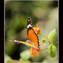 Plain Tiger or African Monarch