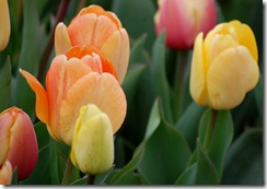 tulips19