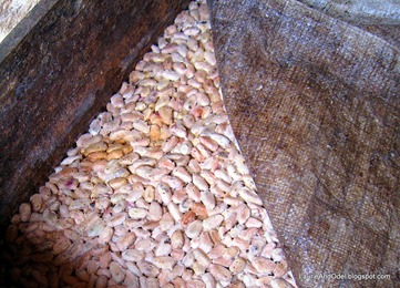 Cacao beans fermenting to remove the pulp