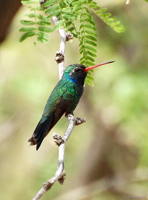 [2.%2520Broad-billed%2520hummingbird-kab%255B3%255D.jpg]