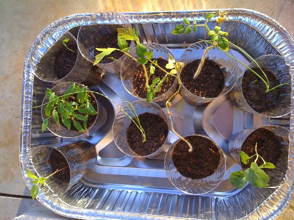 [lunch%25202%255B3%255D.jpg]