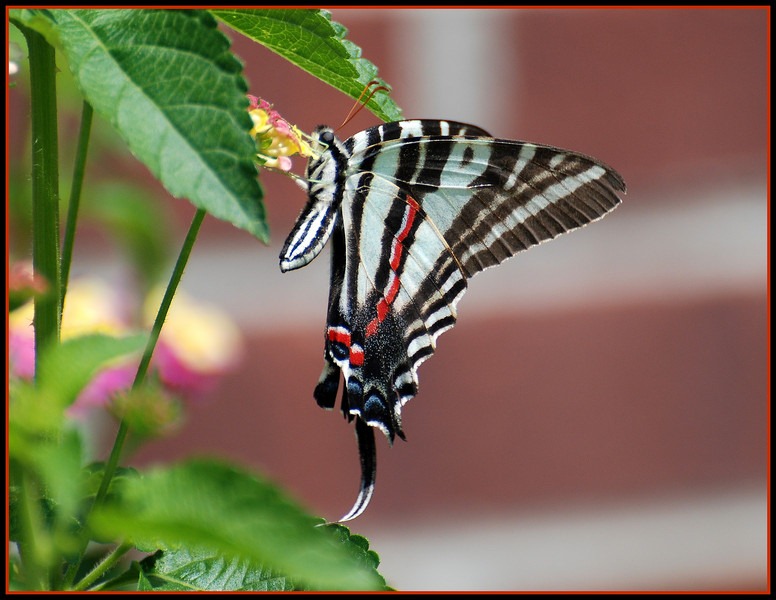 [photoshare%2520Zebra%2520Swallowtail%2520Bellefoontaine%2520MS%2520dypepper%255B4%255D.jpg]