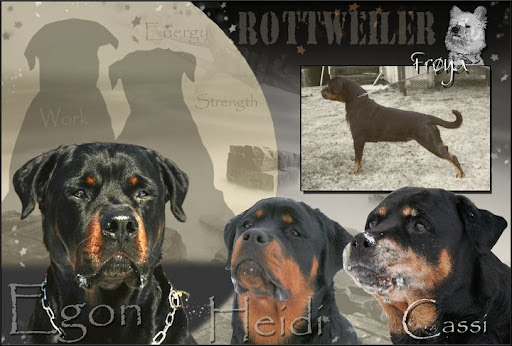 Rottweiler Rottweiler