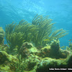 coralgardensdivesite9.jpg