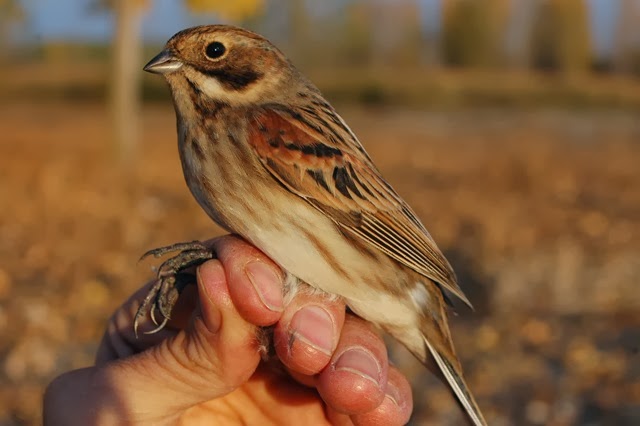 [E.schoeniclus1OjosAltos075.jpg]