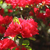 Jap Gardens 003.JPG