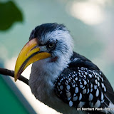 Tierportraits - Auge um Auge