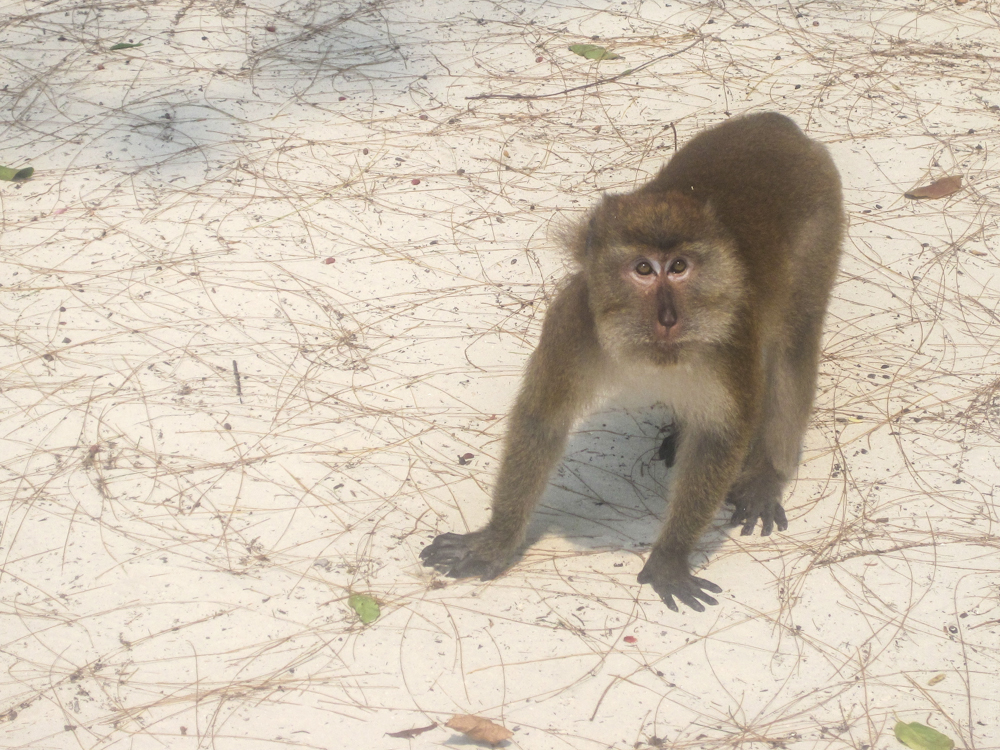 Лангкави, Малайзия - август 2012 (ч.2 - Пляжи)