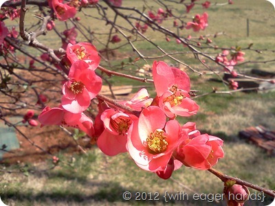 IMG_20120314_121459