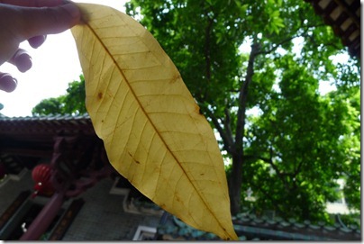banyan leaf in six banyan temple