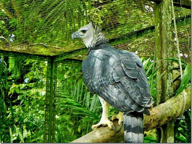Guyana_Zoo_DSCN8220