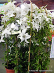 Clematis 'Beautiful Bride'