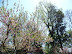 Mt Vernon in Spring