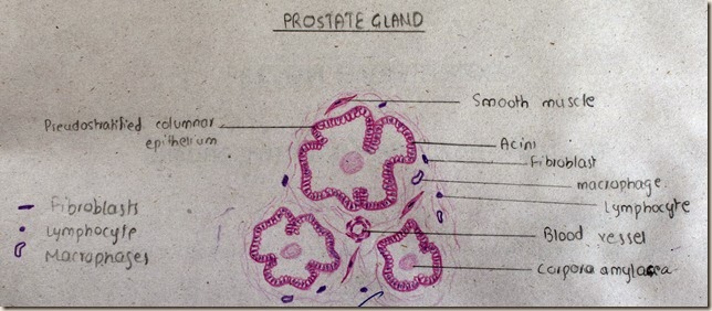 Prostate Gland high resolution histology diagram