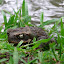 Crapaud