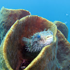 Puffer (Lembeh Strait)