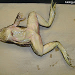 dissect17_ventral.jpg