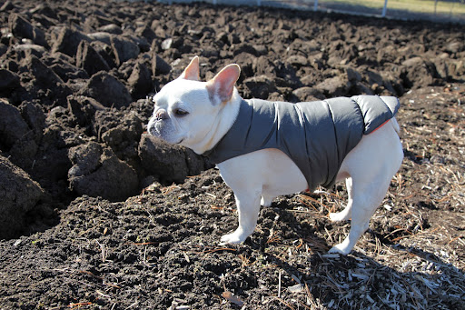 That's right, Franny!  This has been an exceptionally mild winter, allowing for the guys to get a head start on garden preparations for the spring!