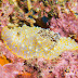 P6088271