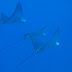 P6173943