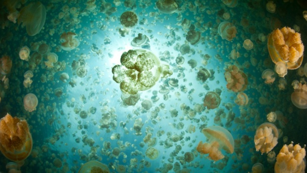 Millions of golden jellyfish (Mastigias papua etpisonii) swim inside an isolated marine lake in Palau. Photo: Ethan Daniels / Shutterstock