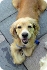 Florence...
waiting to be adopted at The Humane Society of New York.
See link at end of blog post for more details.
(She came in with 5 of her cocker spaniel friends- who are also in need of forever homes!) Florence...
waiting to be adopted at The Humane Society of New York.
See link at end of blog post for more details.
(She came in with 5 of her cocker spaniel friends- who are also in need of forever homes!)