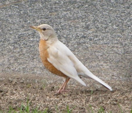 [White%2520Robin%255B3%255D.jpg]