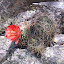 Cactus in bloom