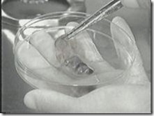 Mencuci embrio menggunakan larutan garam seimbang