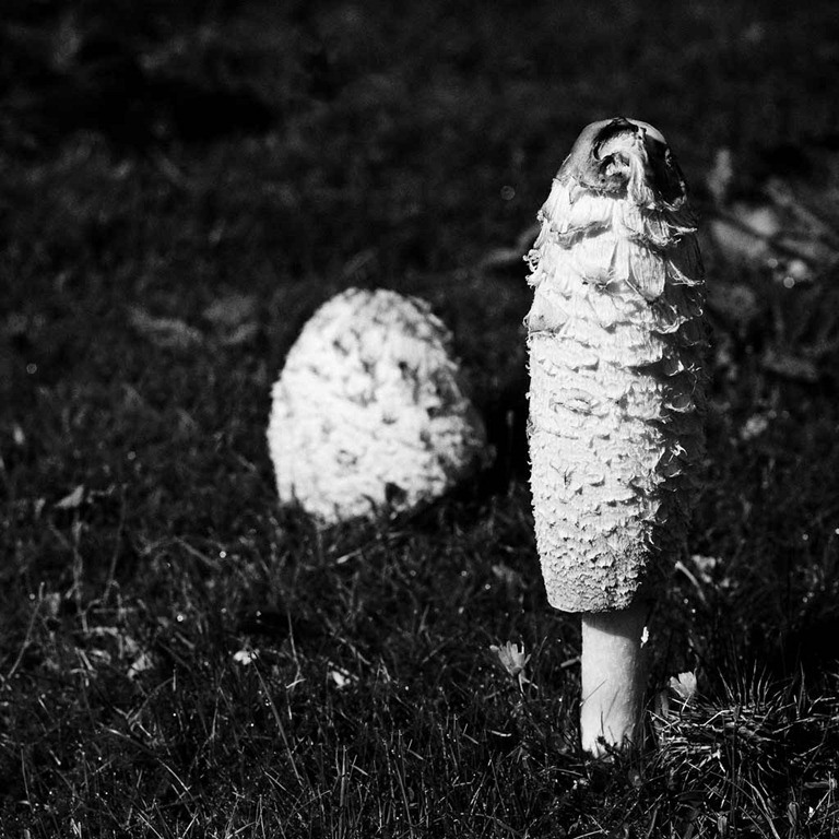[Shaggy-Ink-Cap-2%255B4%255D.jpg]