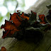 P1040988