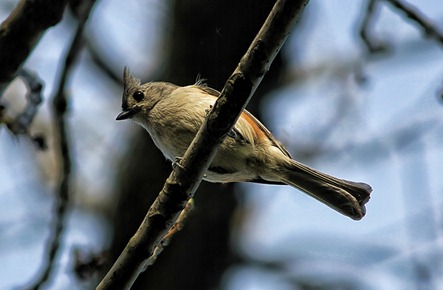 Tufted Titmouse