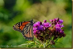 Monarch - Danaus plexippus