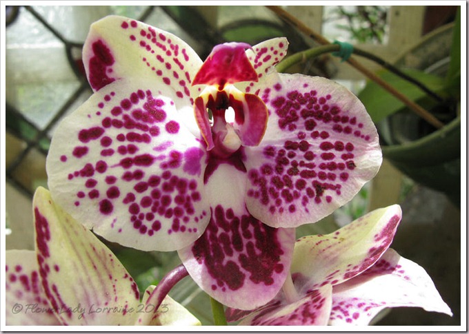 03-14-unkn-bday-orchid3