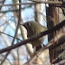 First%252520year%252520female%252520pine%252520warbler